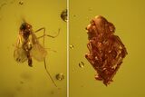 Fossil Cicada (Auchenorrhyncha) Larva In Baltic Amber #59415-1